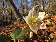 69 Elleboro in fiore